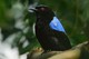 Elfenblauvogel