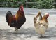 Sulmtaler Huhn