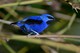 Purpurnaschvogel