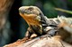 Schwarzbrustleguan 