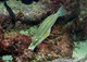 Pfauen-Lippfisch