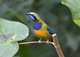 Orangebauch-Blattvogel