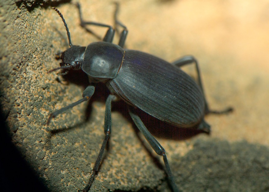 Schwarzer PharaoKäfer Tiergarten Schönbrunn