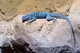 Blauer Felsenleguan