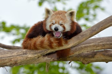 Foto für: Internationaler Roter Panda Tag