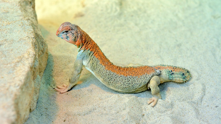 OmanDornschwanzagame Tiergarten Schönbrunn