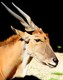 Elenantilope