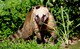 Roter Nasenbär