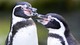 Humboldtpinguin