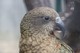 Kea