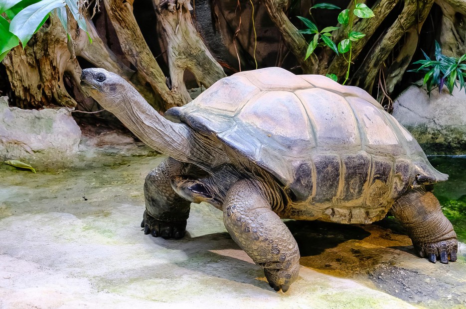 Riesenschildkröten Seychellen Riesenschildkröten Seychellen