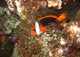 Schwarz Roter Anemonenfisch