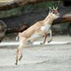 Hirschziegen-Antilope