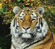 Sibirischer Tiger