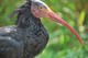 Waldrapp