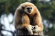 Weißhandgibbon