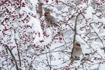 Foto für: Führung "Stunde der Wintervögel"