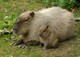 Wasserschwein 