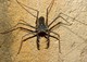 Geißelspinne