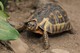 Afrikanische Schnabelbrust-Schildkröte