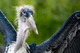 Afrikanischer Marabu