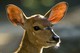 Nyala