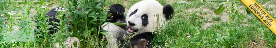 Baby Panda Fu Hu spielt im Gras, Bester Zoo Europas 2010