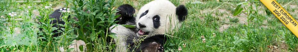 Baby Panda Fu Hu playing on grass, Best European Zoo 2010