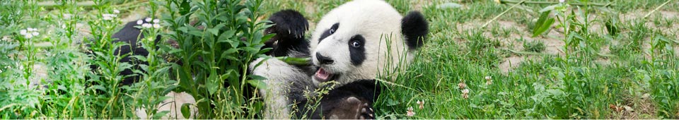 Panda liegt im Gras