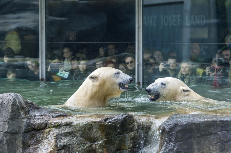 Polar Bear World