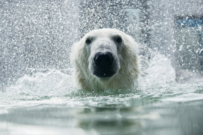Polar Bear World
