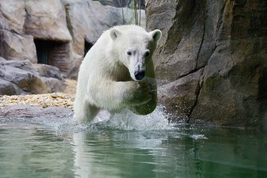 Polar bear species protection project – Vienna Zoo