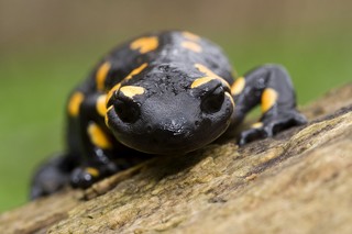 Feuersalamander