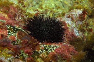 Schwarzer Seeigel