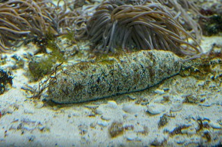 Röhrenseegurke