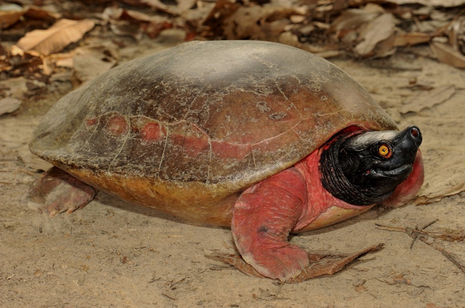 Artenschutzprojekt Batagur baska Tiergarten Schönbrunn