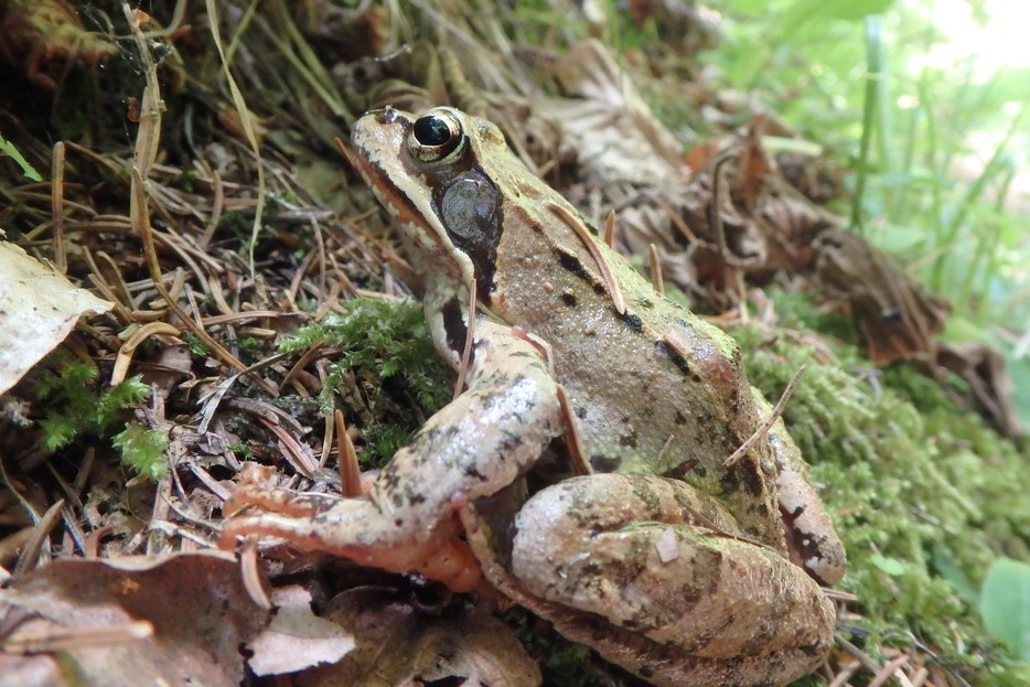 Wild amphibians and reptiles at the zoo Vienna Zoo