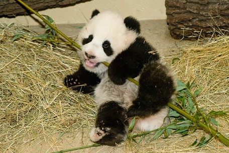 Tick tack" - Die innere Uhr der Pandabren (abgeschlossen)  Tiergarten  Schnbrunn