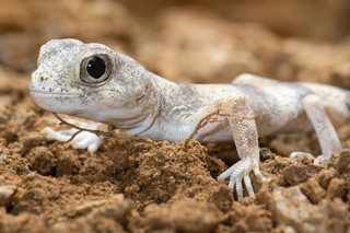 Namib-Lärmgecko 
