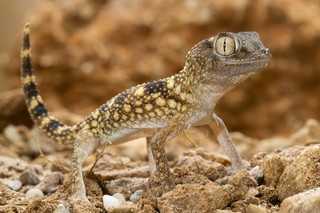 Sandgecko