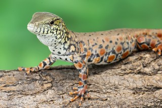 Krokodilschwanzteju