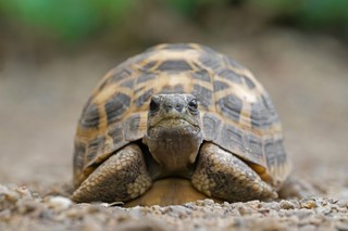 Onilahy-Spinnenschildkröte