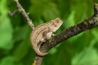 Somali-Zwergchamäleon