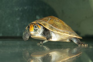 Rotkopf-Schienenschildkröte 