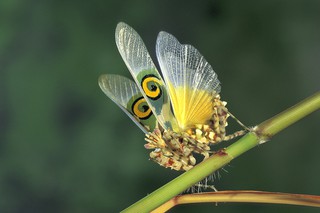 Afrikanische Blütenmantis