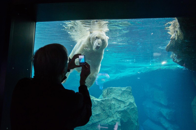 Polar Bear World