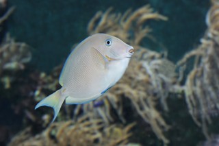 Streifen-Borstenzahn-Doktorfisch