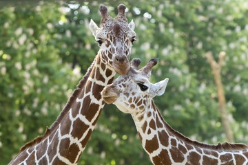 Foto für: Giraffen in Schönbrunn