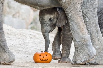 Foto für: Kinder-Workshops: Kürbis für die Zootiere