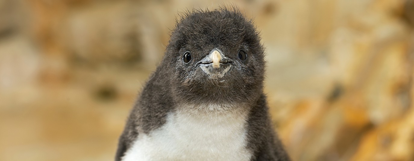 Foto für: Felsenpinguin-Küken ab sofort zu sehen